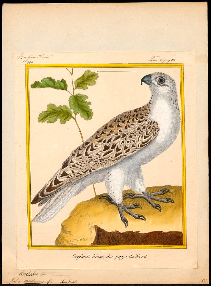Falco candicans - 1700-1880 - Print - Iconographia Zoologica - Special Collections University of Amsterdam - UBA01 IZ18200104