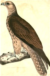 Falco cherrug cherrug Hardwicke