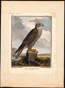 Falco gyrfalco - 1700-1880 - Print - Iconographia Zoologica - Special Collections University of Amsterdam - UBA01 IZ18200116
