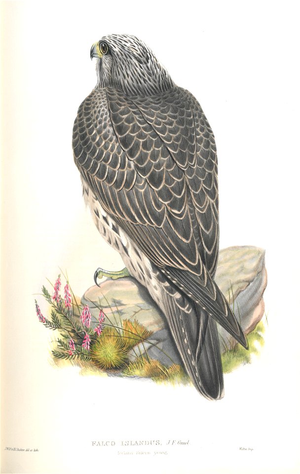 Falco Islandus
