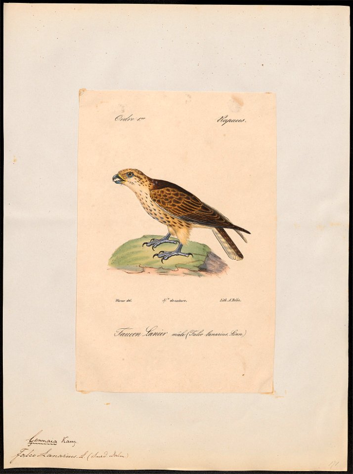 Falco lanarius - 1842-1848 - Print - Iconographia Zoologica - Special Collections University of Amsterdam - UBA01 IZ18200154