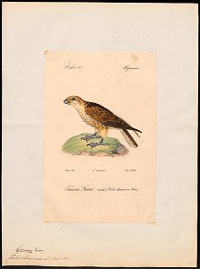 Falco lanarius - 1842-1848 - Print - Iconographia Zoologica - Special Collections University of Amsterdam - UBA01 IZ18200154