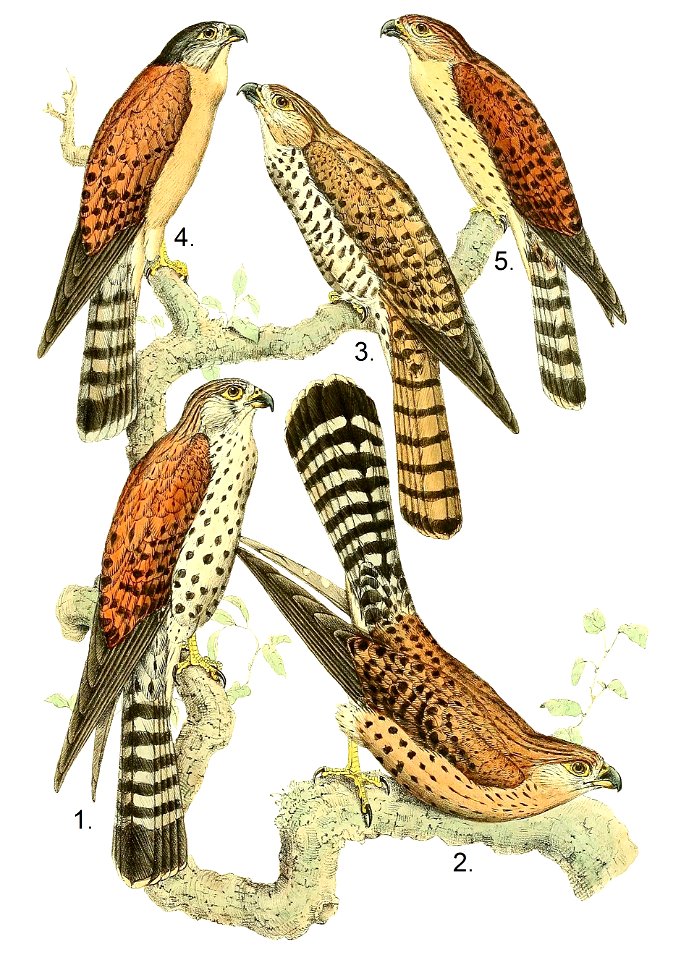 Falco newtoni, punctatus & araea