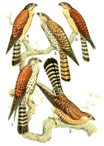Falco newtoni, punctatus & araea