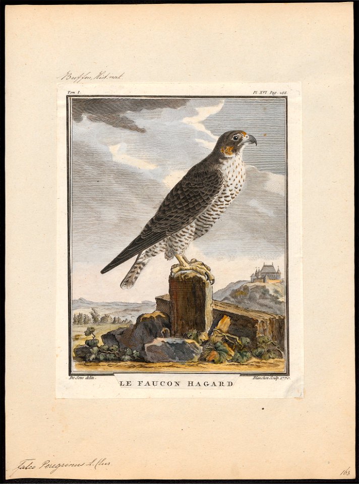 Falco peregrinus - 1700-1880 - Print - Iconographia Zoologica - Special Collections University of Amsterdam - UBA01 IZ18200128