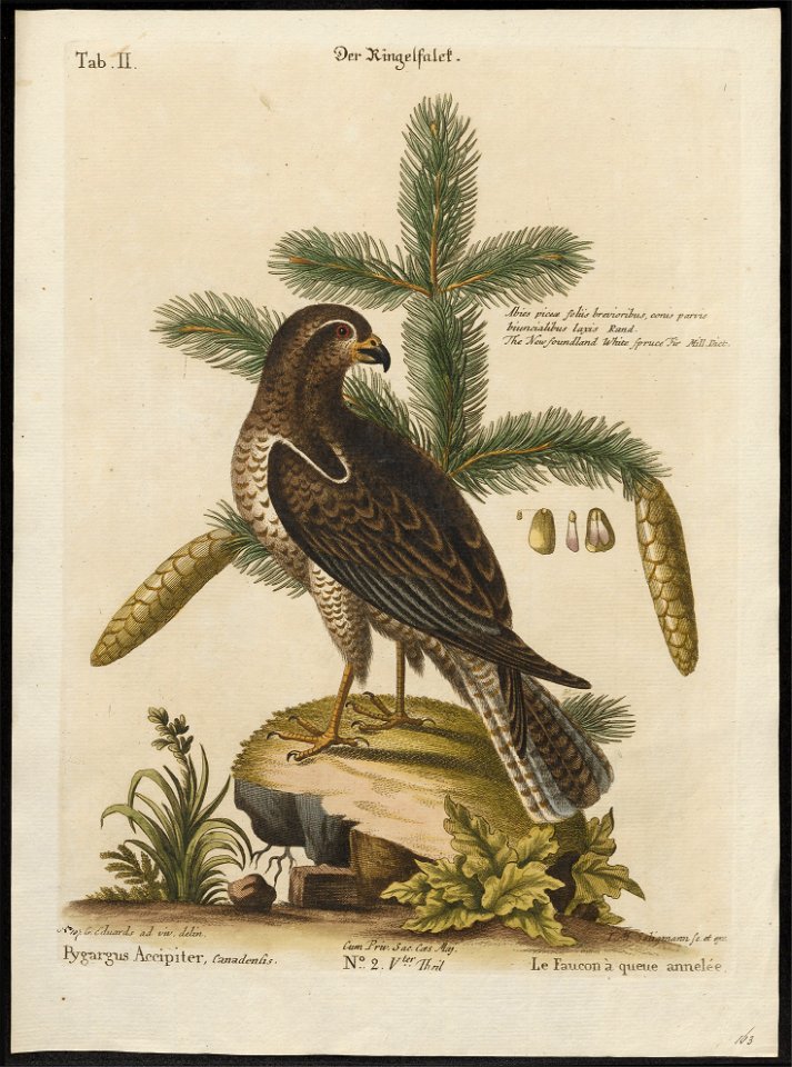 Falco peregrinus - 1700-1880 - Print - Iconographia Zoologica - Special Collections University of Amsterdam - UBA01 IZ18200146