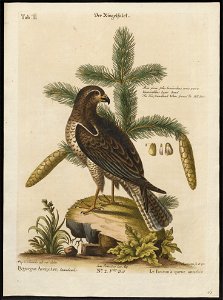 Falco peregrinus - 1700-1880 - Print - Iconographia Zoologica - Special Collections University of Amsterdam - UBA01 IZ18200146