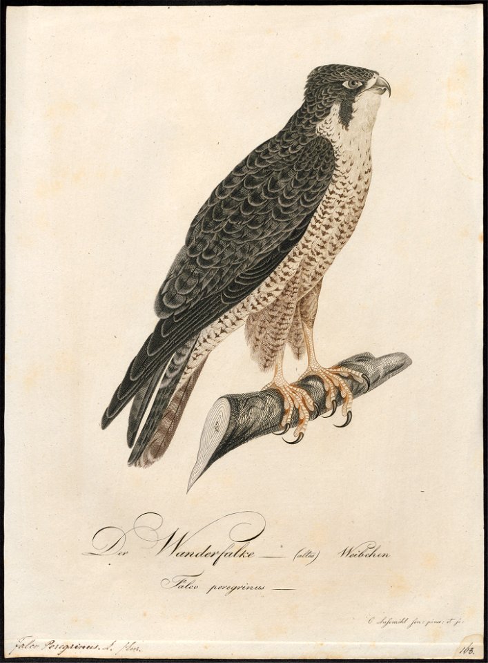 Falco peregrinus - 1800-1812 - Print - Iconographia Zoologica - Special Collections University of Amsterdam - UBA01 IZ18200134