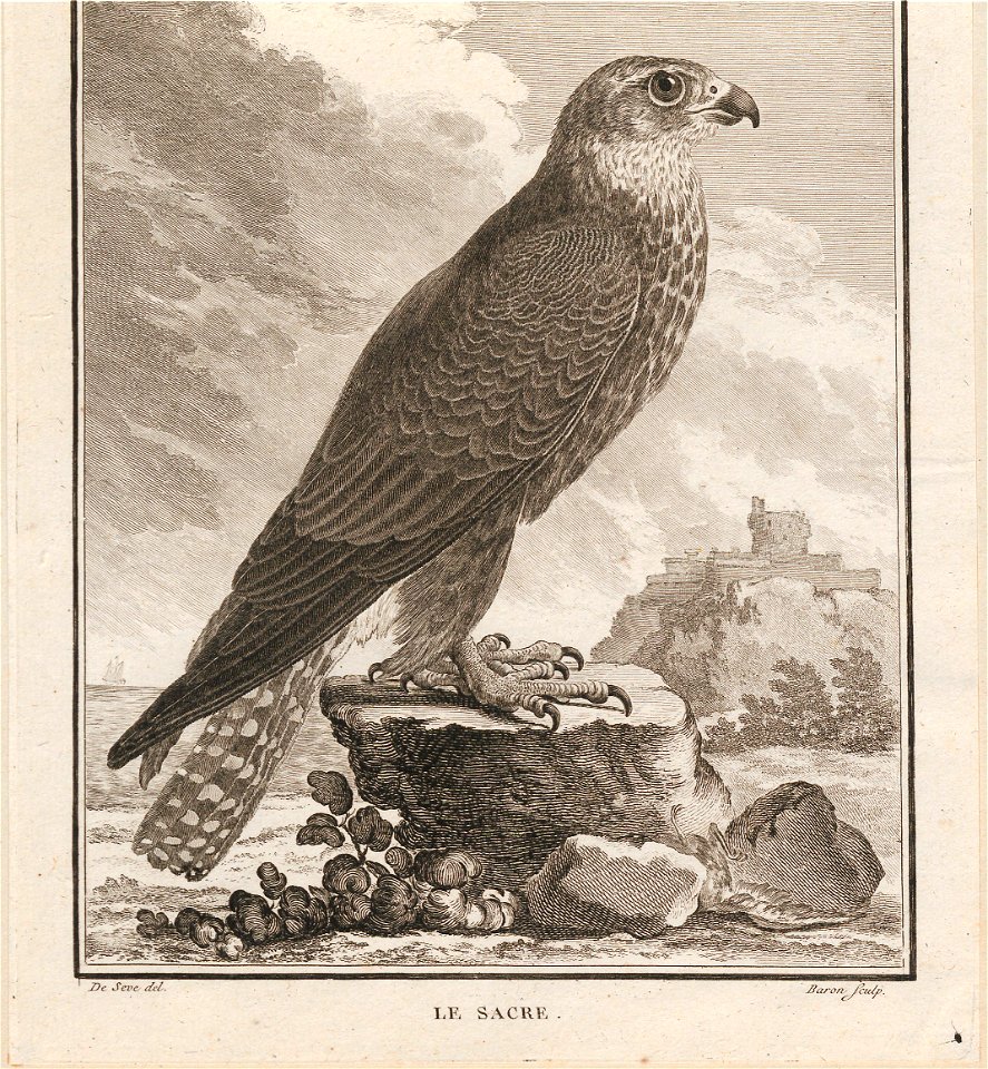 Falco saker - 1700-1880 - Print - Iconographia Zoologica - Special Collections University of Amsterdam - UBA01 IZ18200096