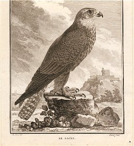 Falco saker - 1700-1880 - Print - Iconographia Zoologica - Special Collections University of Amsterdam - UBA01 IZ18200096