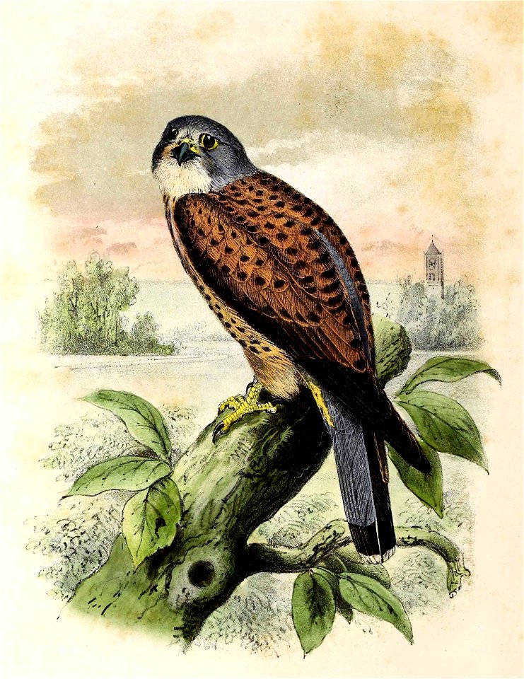 Falco tinnunculus 1873