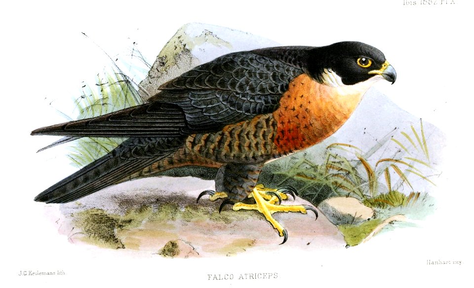FalcoAtricepsKeulemans
