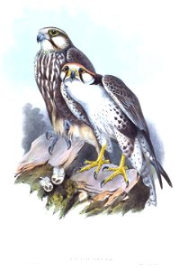 FalcoJuggerGould