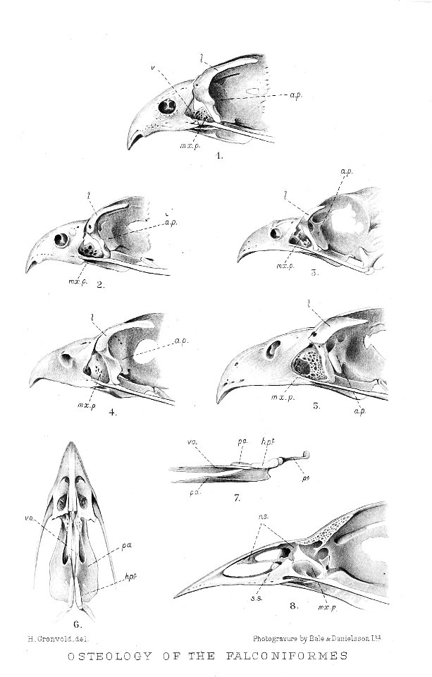 FalconiformSkulls3Gronvold