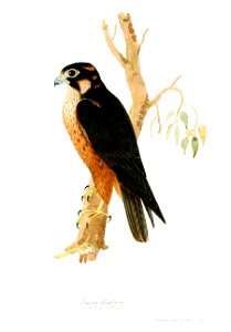 FalcoShaheenJerdon