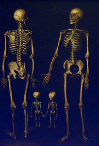 Familia de esqueletos (José López Enguídanos, MRABASF 78) 01