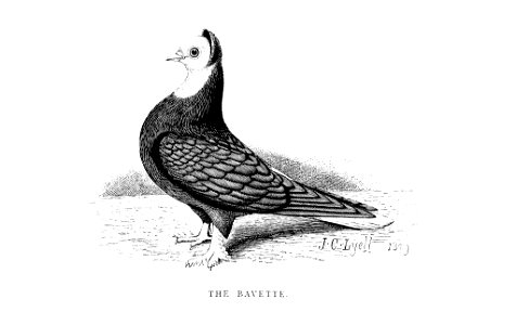 Fancy Pigeon by Lyell 1881 p0087