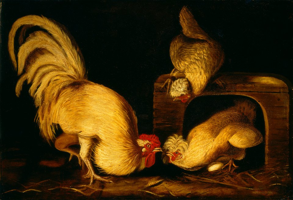 Farmyard Fowls E11541