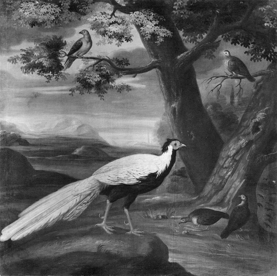 Fasan och fyra duvor (David von Cöln) - Nationalmuseum - 15294