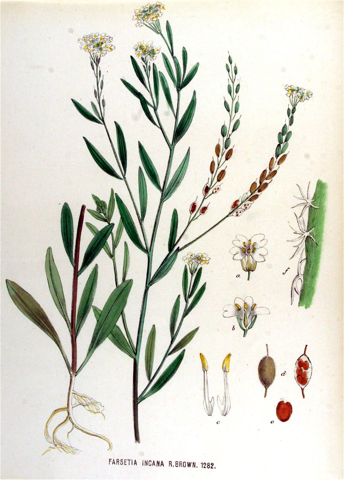 Farsetia incana — Flora Batava — Volume v17