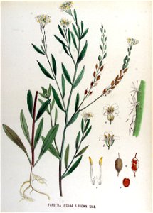 Farsetia incana — Flora Batava — Volume v17