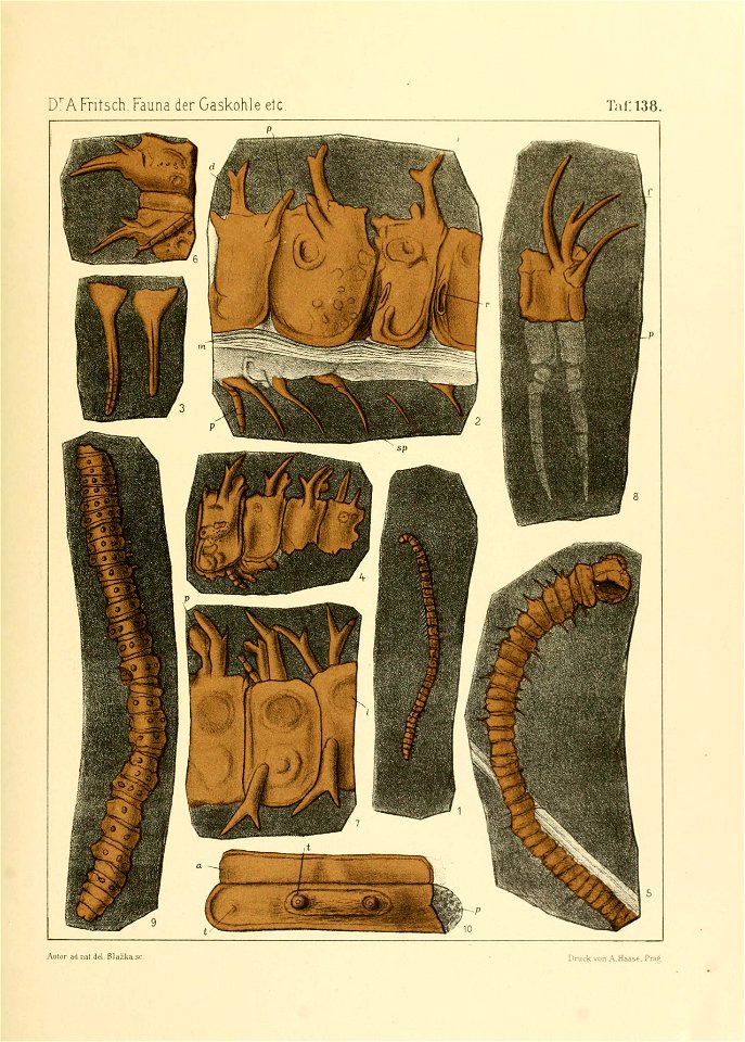 Fauna der Gaskohle und der Kalksteine der Permformation Böhmens (Taf. 138)