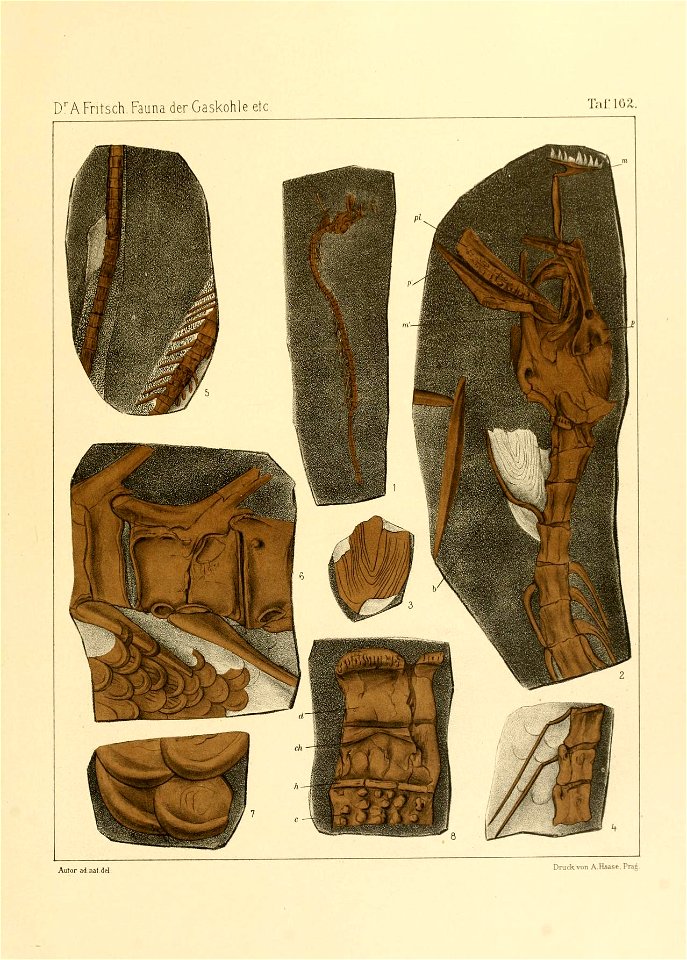 Fauna der Gaskohle und der Kalksteine der Permformation Böhmens (Taf. 162)