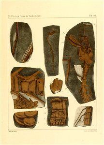 Fauna der Gaskohle und der Kalksteine der Permformation Böhmens (Taf. 162)