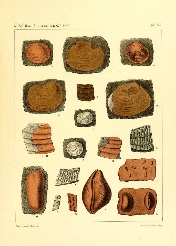 Fauna der Gaskohle und der Kalksteine der Permformation Böhmens (Taf. 160)