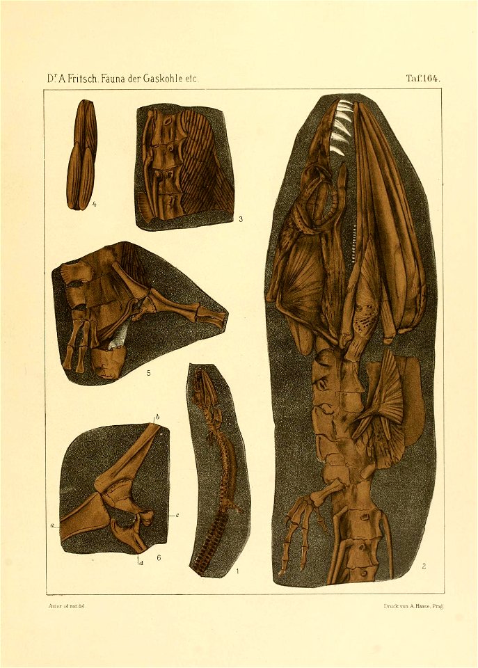 Fauna der Gaskohle und der Kalksteine der Permformation Böhmens (Taf. 164)