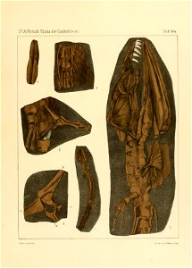 Fauna der Gaskohle und der Kalksteine der Permformation Böhmens (Taf. 164)