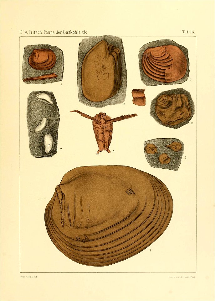 Fauna der Gaskohle und der Kalksteine der Permformation Böhmens (Taf. 161)