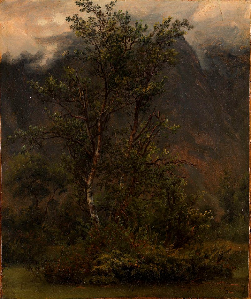Thomas Fearnley - Study of Birches in Romsdal - NG.M.00376 - National Museum of Art, Architecture and Design