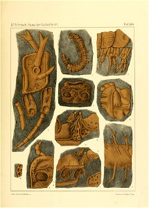 Fauna der Gaskohle und der Kalksteine der Permformation Böhmens (Taf. 135)