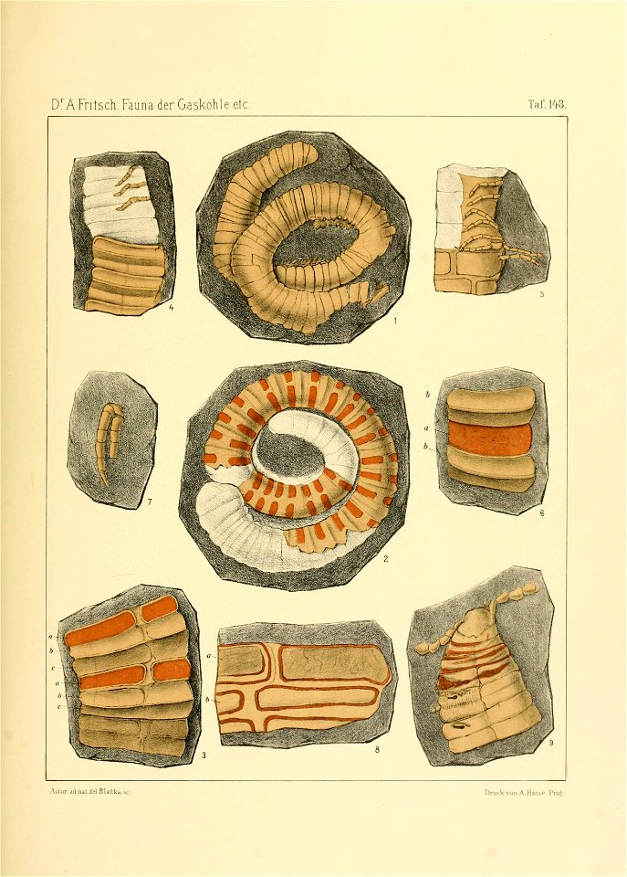 Fauna der Gaskohle und der Kalksteine der Permformation Böhmens (Taf. 143)