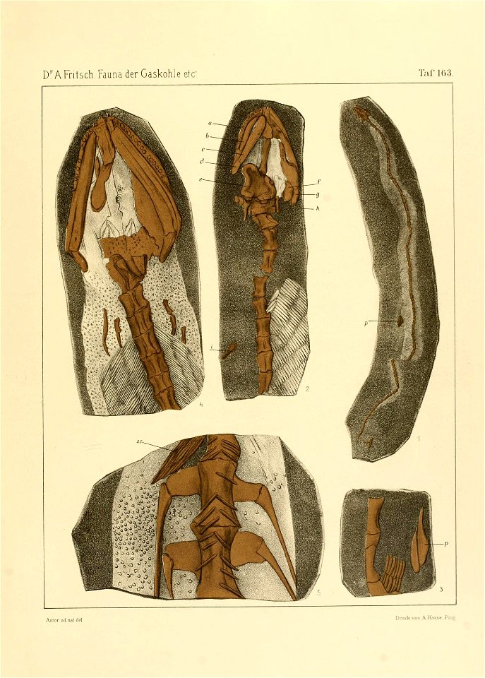 Fauna der Gaskohle und der Kalksteine der Permformation Böhmens (Taf. 163)