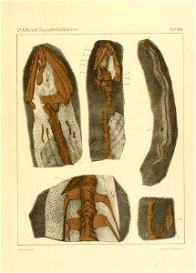 Fauna der Gaskohle und der Kalksteine der Permformation Böhmens (Taf. 163)