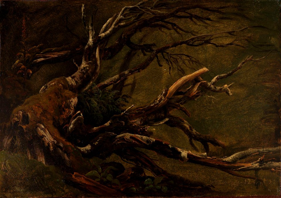 Thomas Fearnley - Study of decaying Tree - NG.M.01496 - National Museum of Art, Architecture and Design