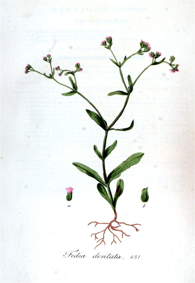 Fedia dentata — Flora Batava — Volume v6