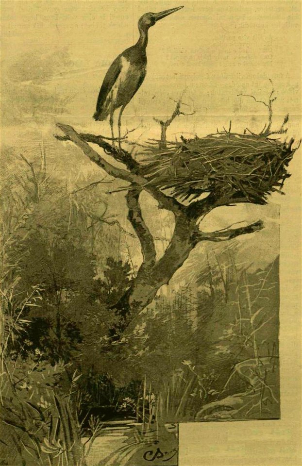 Fekete gólya (Ciconia nigra)