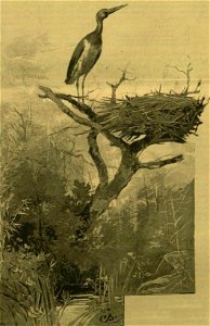 Fekete gólya (Ciconia nigra)
