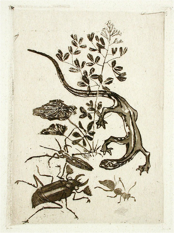 Felicien Rops, Japanese Salamander and Beetle (no date) aquatint (9.21 x 6.67 cm) Los Angeles County Museum