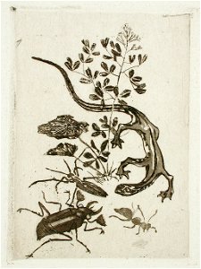 Felicien Rops, Japanese Salamander and Beetle (no date) aquatint (9.21 x 6.67 cm) Los Angeles County Museum