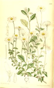 Felicia petiolata 137-8370