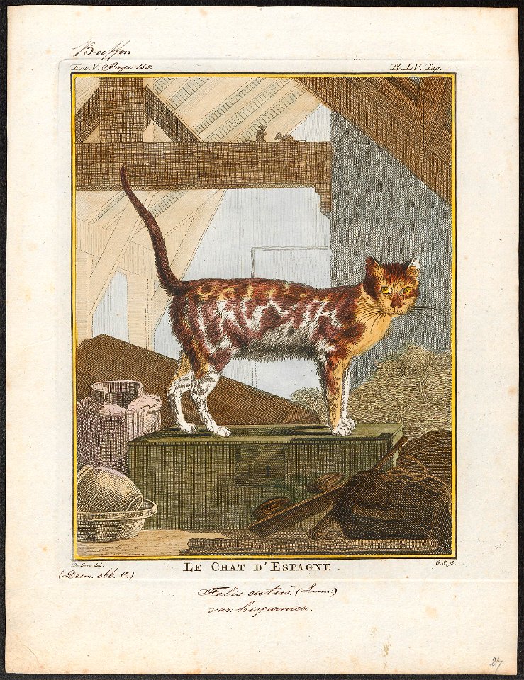 Felis catus - 1700-1880 - Print - Iconographia Zoologica - Special Collections University of Amsterdam - UBA01 IZ22100248
