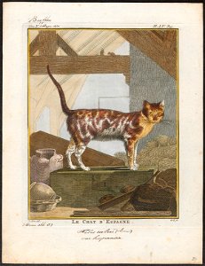 Felis catus - 1700-1880 - Print - Iconographia Zoologica - Special Collections University of Amsterdam - UBA01 IZ22100248