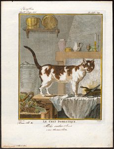 Felis catus domesticus - 1700-1880 - Print - Iconographia Zoologica - Special Collections University of Amsterdam - UBA01 IZ22100274