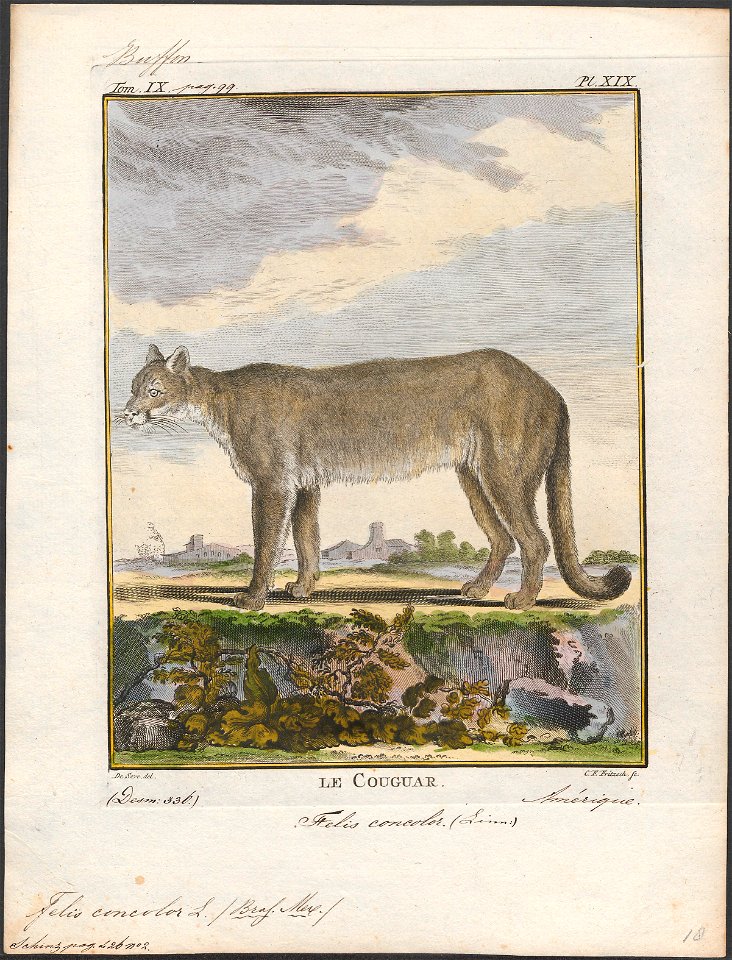 Felis concolor - 1700-1880 - Print - Iconographia Zoologica - Special Collections University of Amsterdam - UBA01 IZ22100314