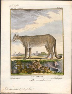 Felis concolor - 1700-1880 - Print - Iconographia Zoologica - Special Collections University of Amsterdam - UBA01 IZ22100314