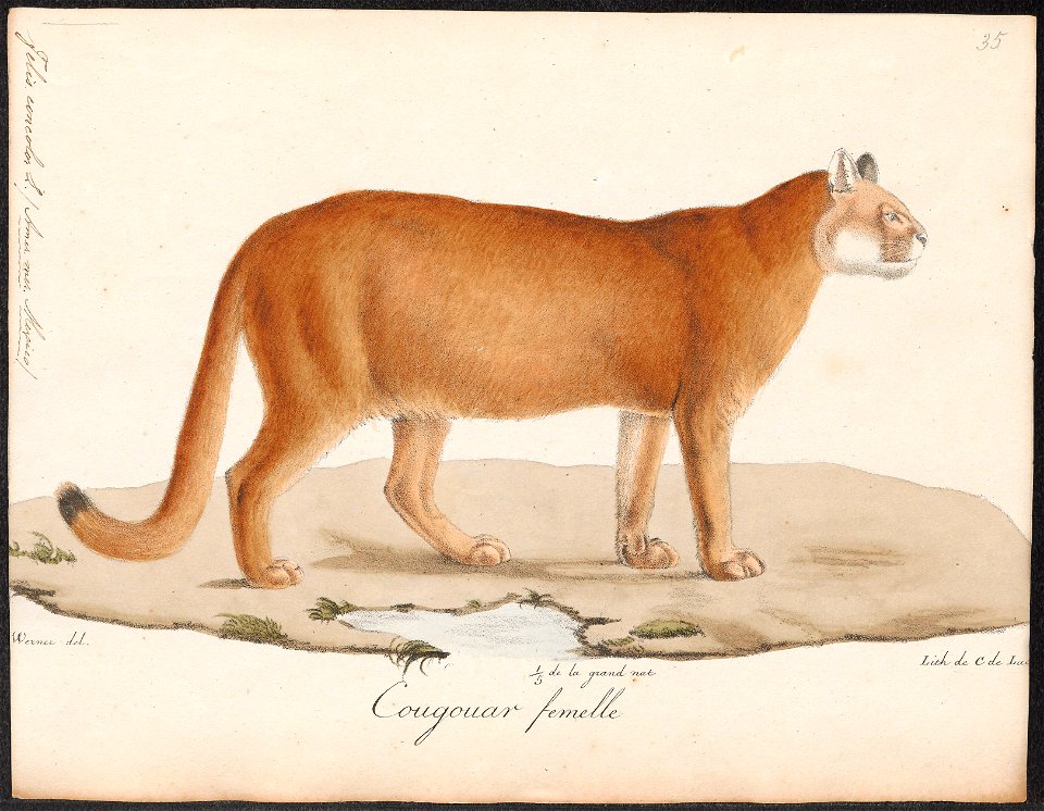 Felis concolor - 1818-1842 - Print - Iconographia Zoologica - Special Collections University of Amsterdam - UBA01 IZ22100310